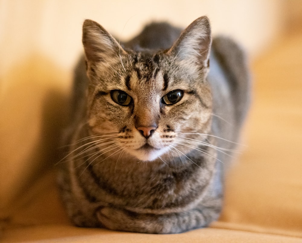 selective focus photography of gray tabby cat