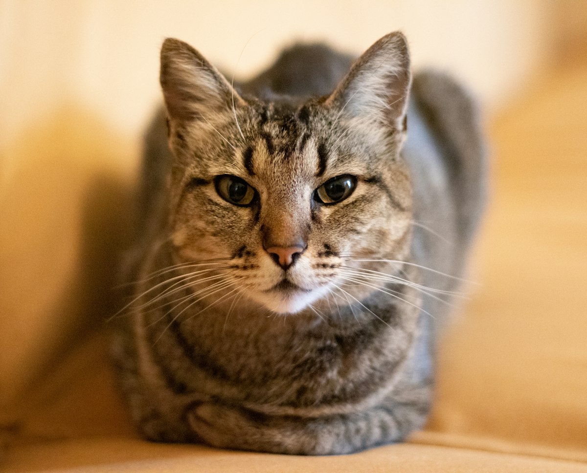 Gato atigrado gris de edad avanzada mirando a cámara