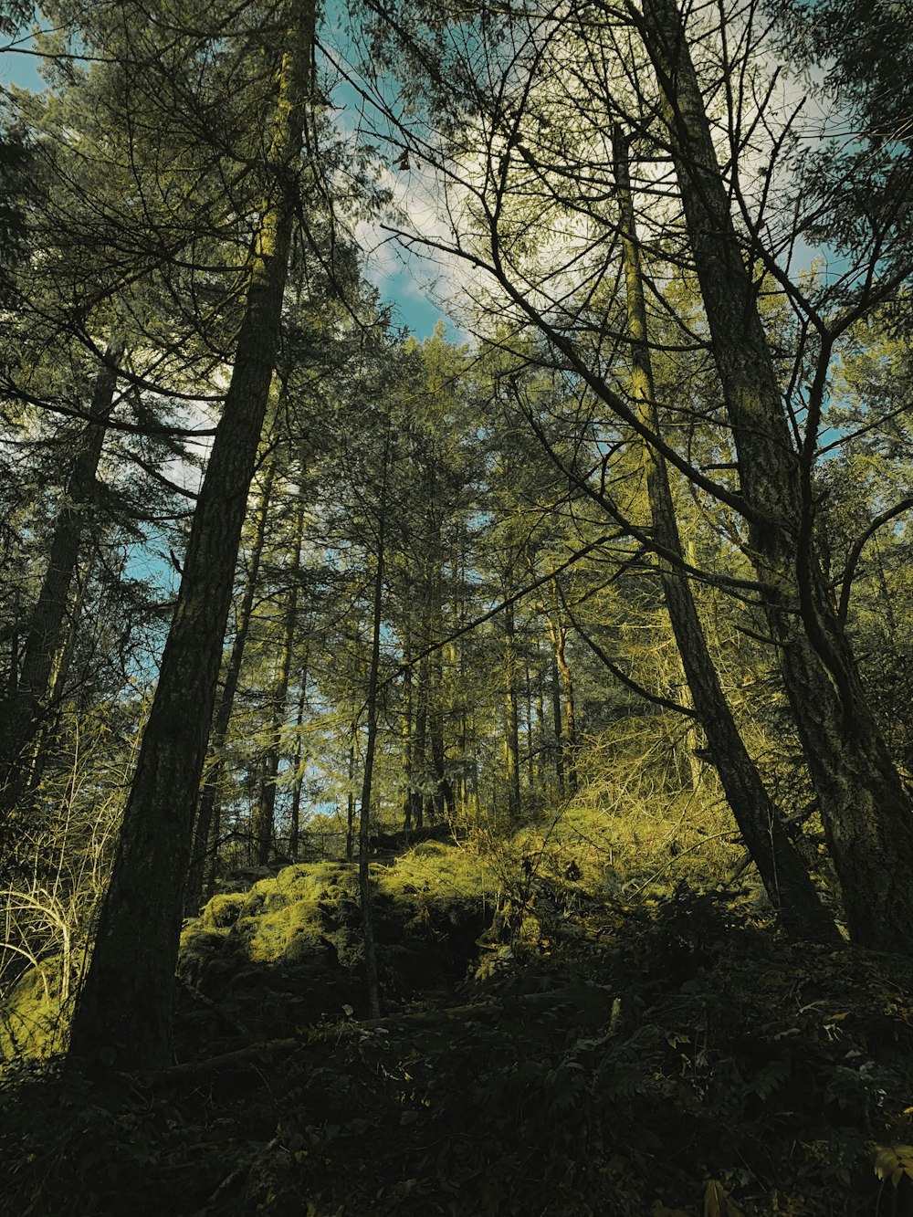 low angle photo of pine trees