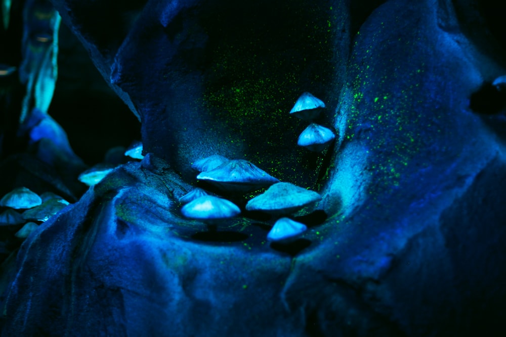 blue mushrooms on rock