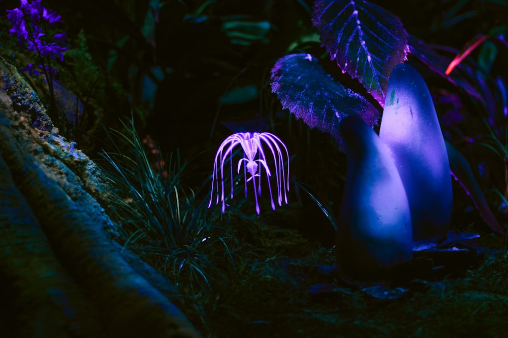 purple flower near grass