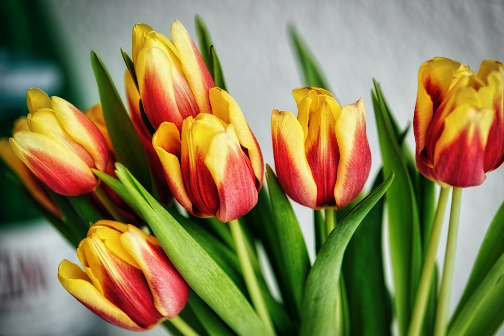 red tulip flowers