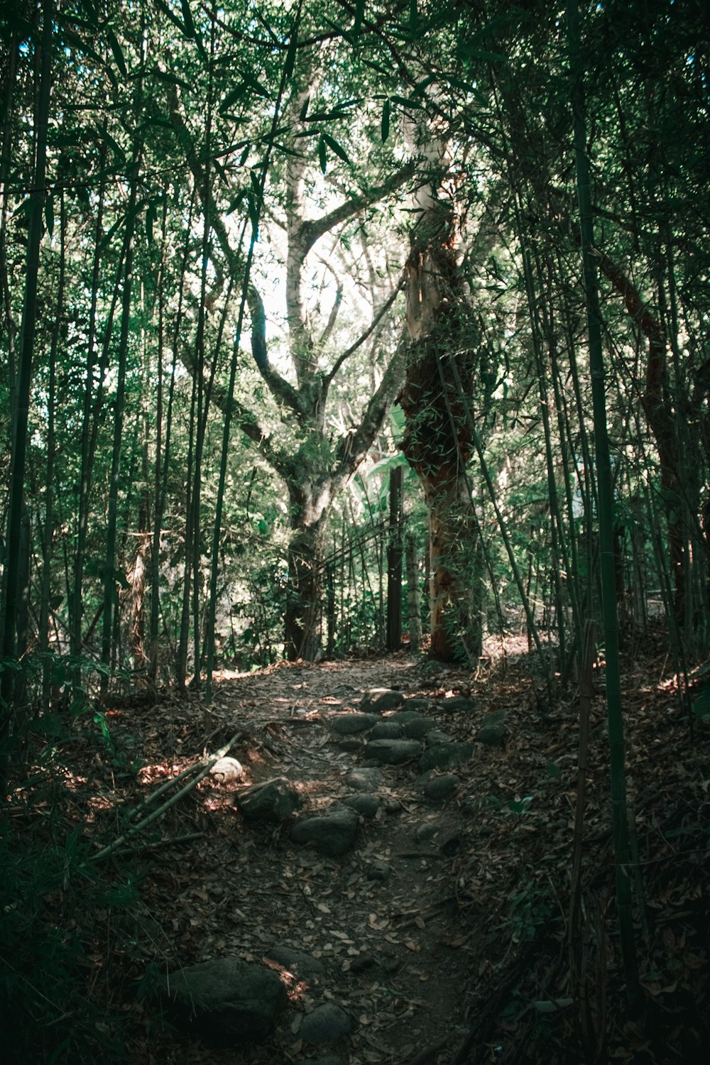 trees and soil