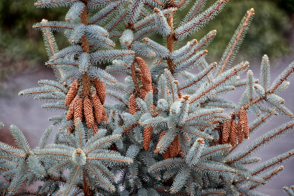 brown and green-leafed plants