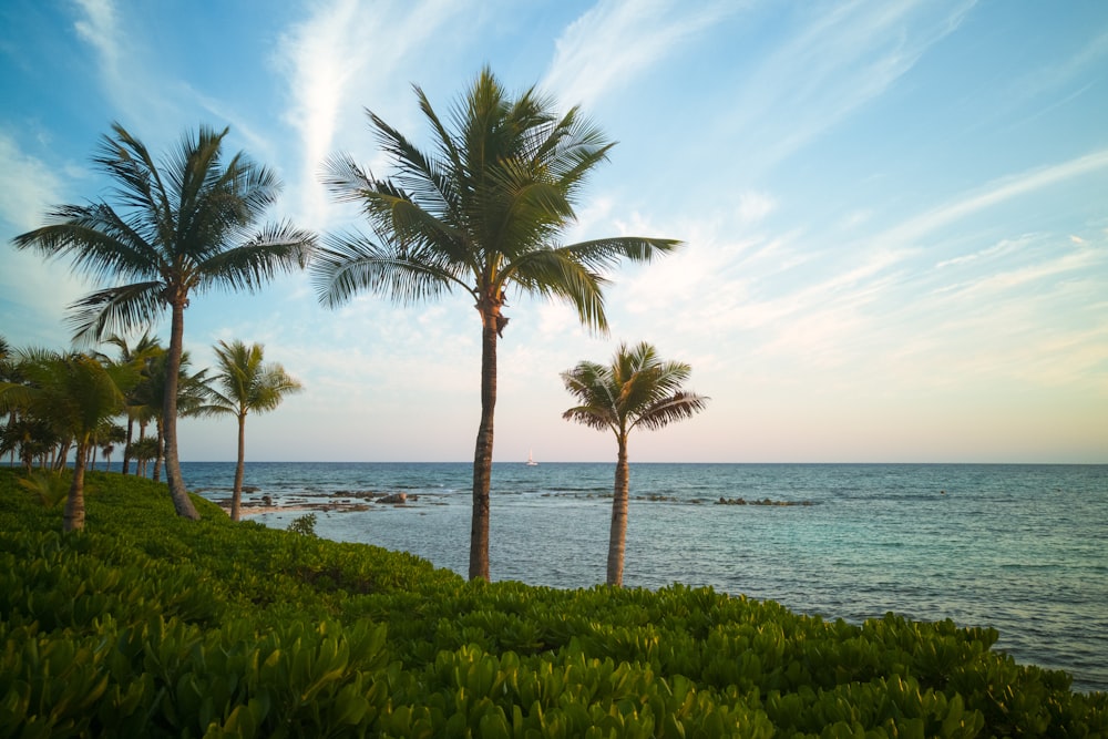 palm trees near seashore