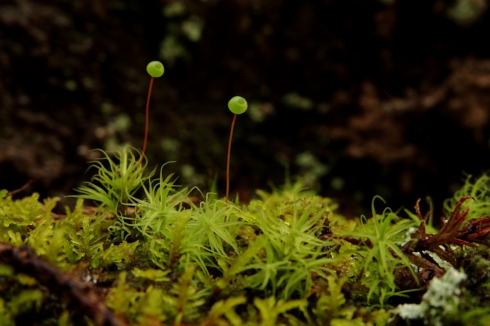 macro photography green-leafed plant