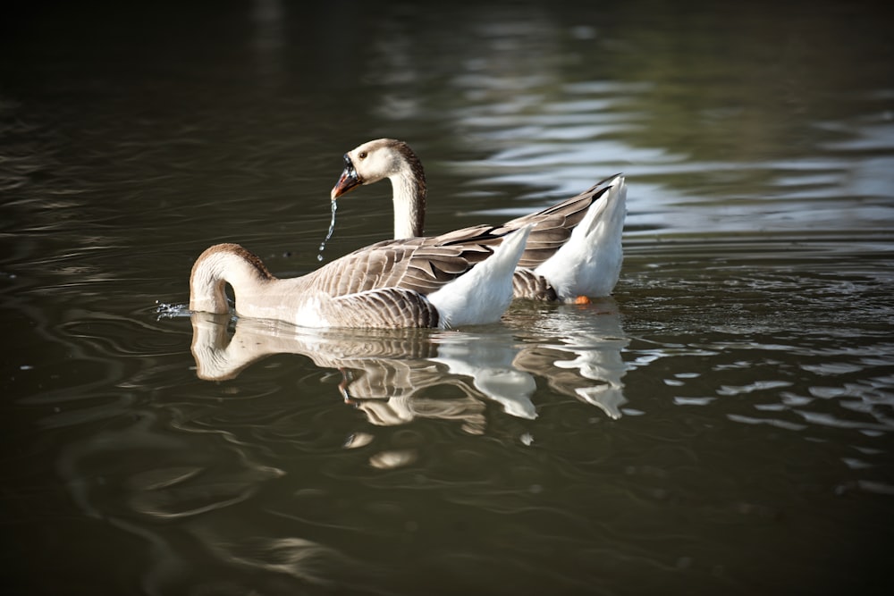 swans soaking on calm body of water