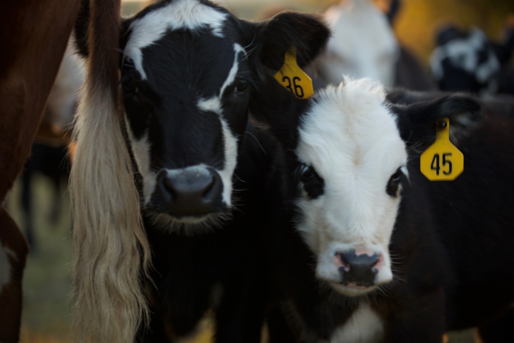 two white and black calves during daytime