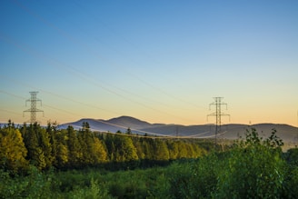electric posts near tress under clear sky at daytime