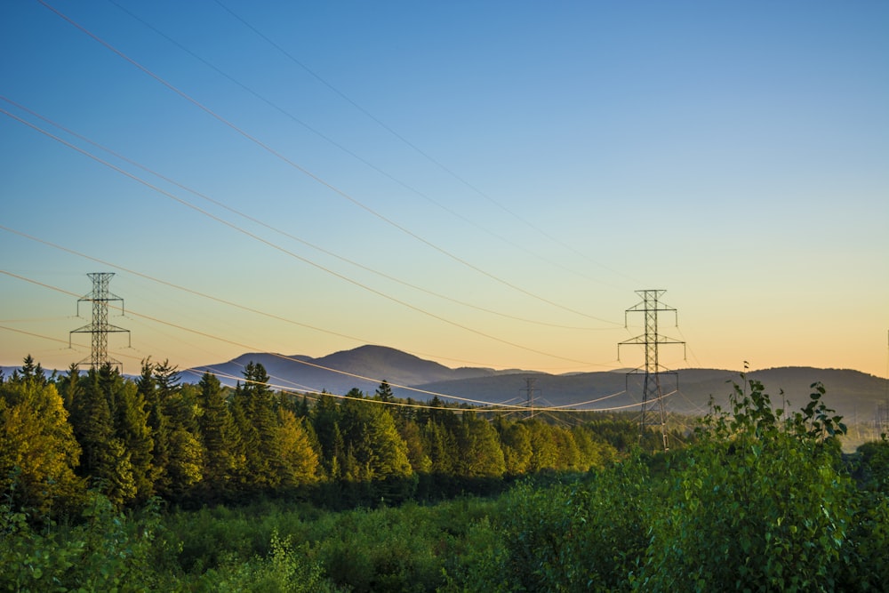 electric posts near tress under clear sky at daytime