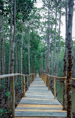 A wooden boardwalk stretches into the distance through a dense mangrove forest. Tall trees with slender trunks and abundant green foliage surround the pathway, creating a serene and natural tunnel. The wooden planks have a rustic appearance, and the handrails on either side provide a sense of security while walking through this tranquil environment.