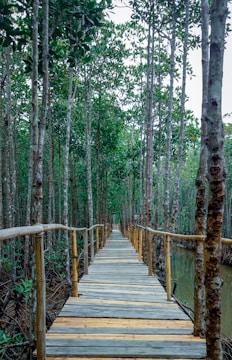 A wooden boardwalk stretches into the distance through a dense mangrove forest. Tall trees with slender trunks and abundant green foliage surround the pathway, creating a serene and natural tunnel. The wooden planks have a rustic appearance, and the handrails on either side provide a sense of security while walking through this tranquil environment.
