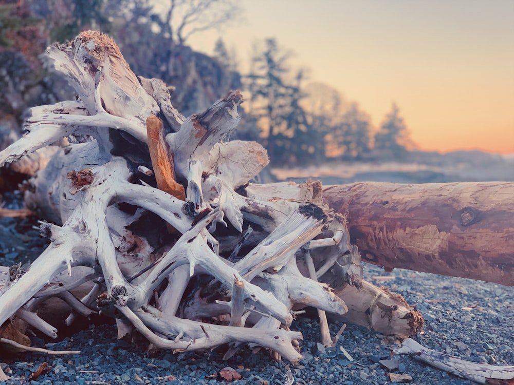 pile of wood during daytime