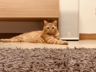 Chat roux détendu sur un parquet, près d’un purificateur d’air, dans une pièce chaleureuse