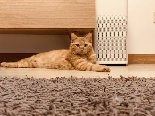 A cozy corner with pets, showing airborne pet dander and odors fading near the purifier's influence.