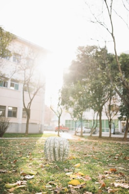 Community members planting trees together in a sunny Álvaro Obregón park