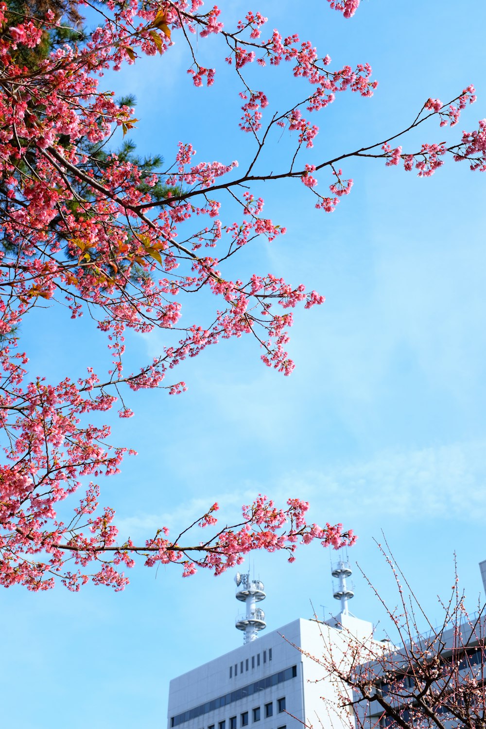 cherry blossoms