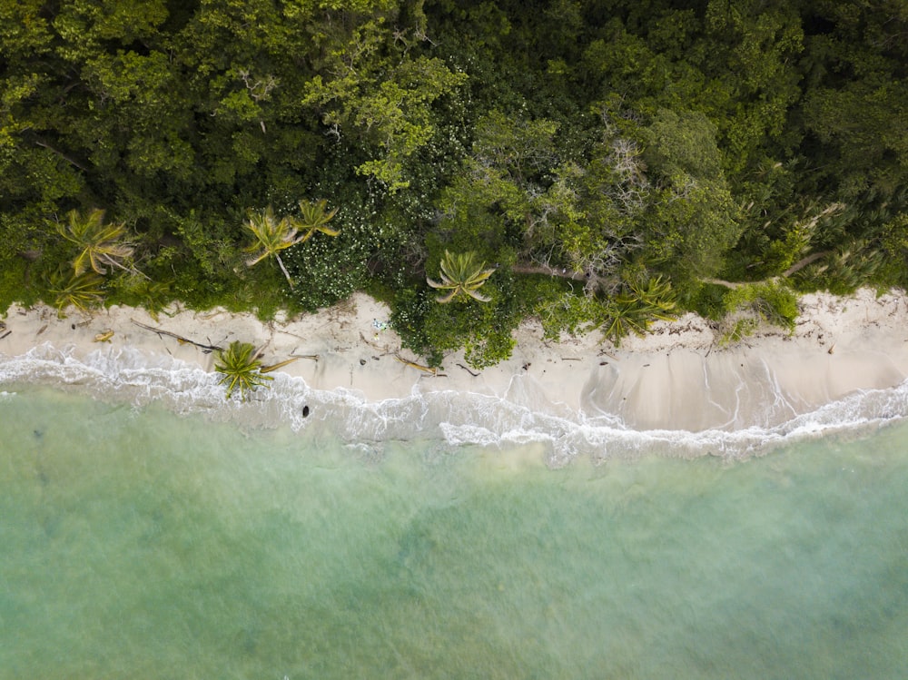 body of water and coconut trees