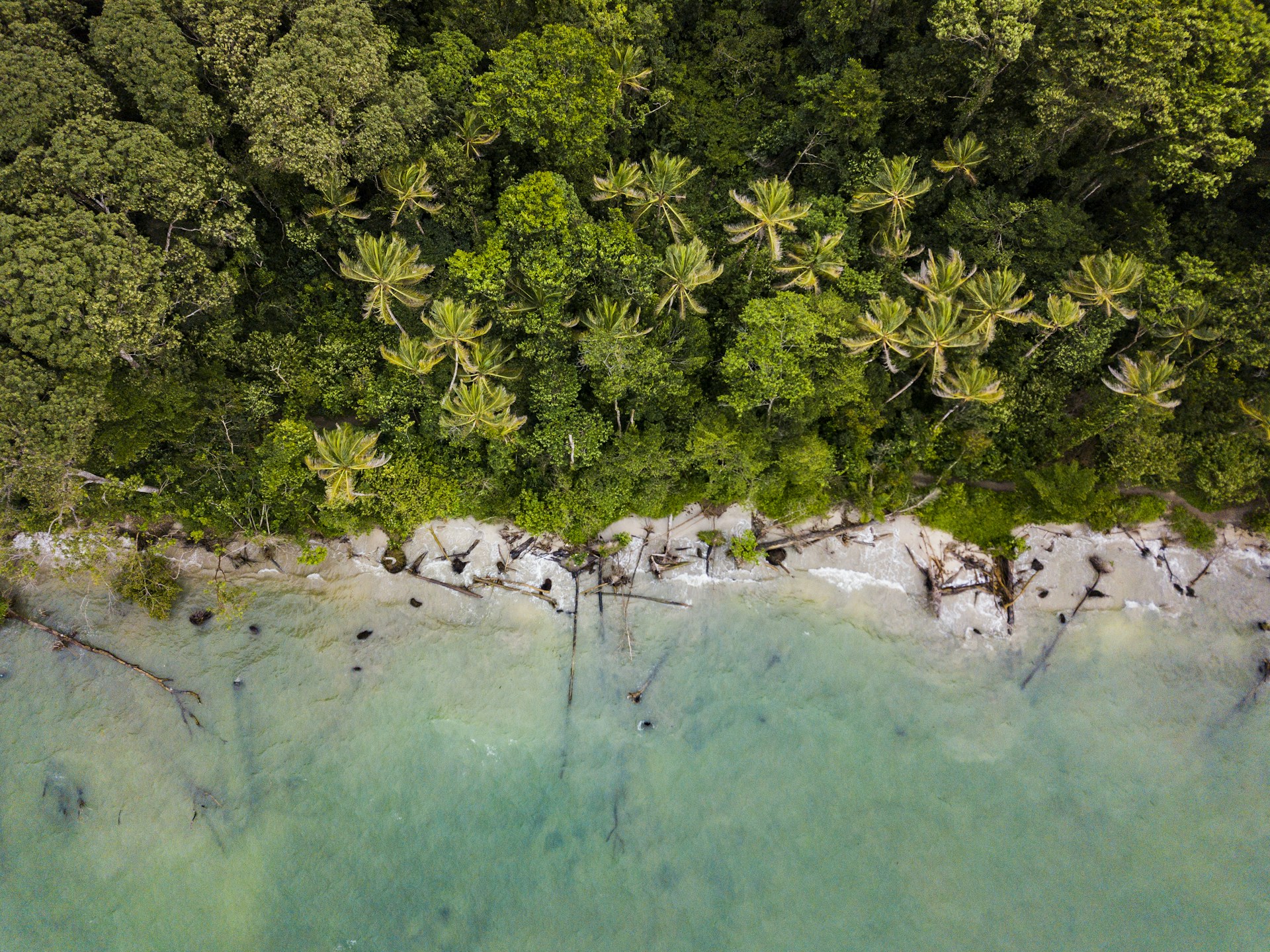 aerial view of trees near sea
