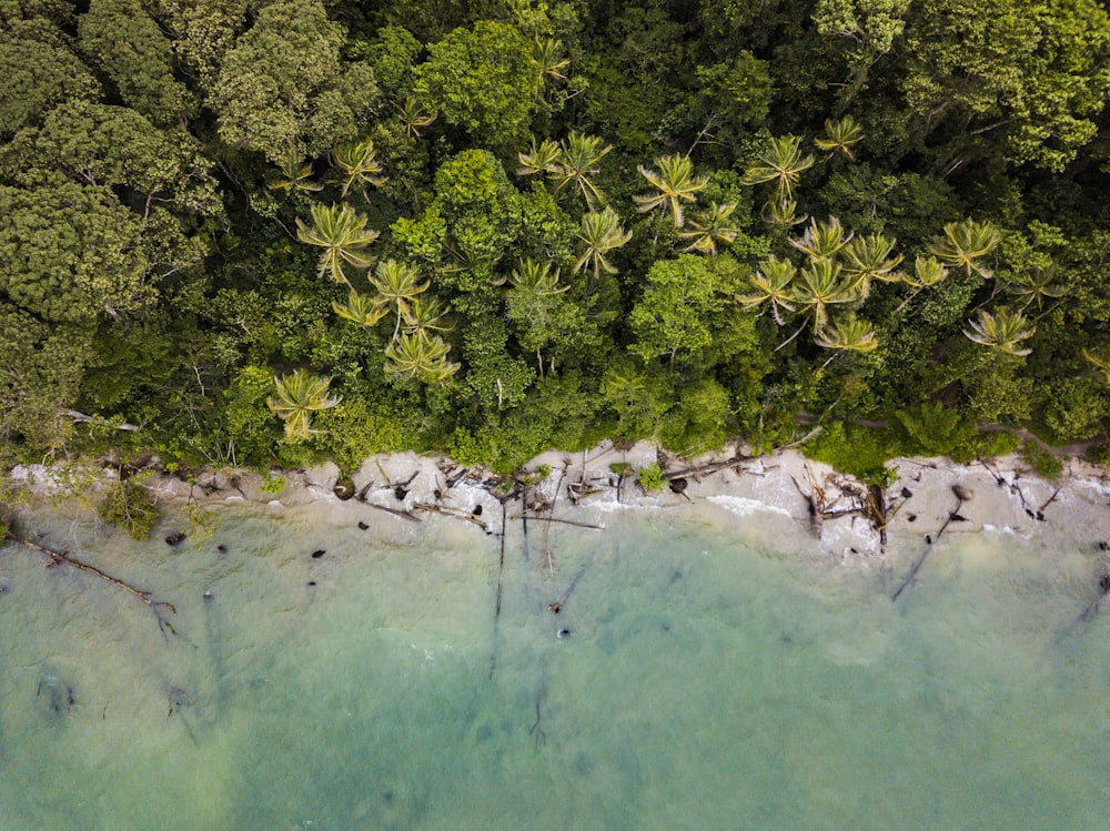 Vista aérea de árboles cerca del mar