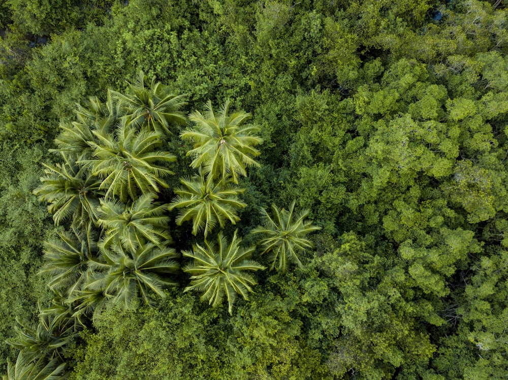 birds eye photogrpahy of trees