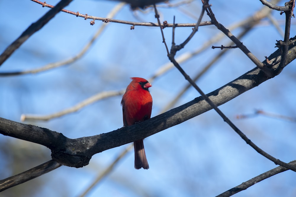 red Cardinals on tree branch
