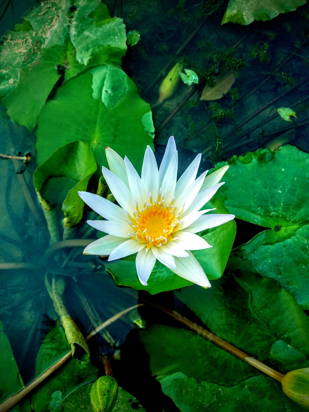 Lotus blanc sur gousse de lys