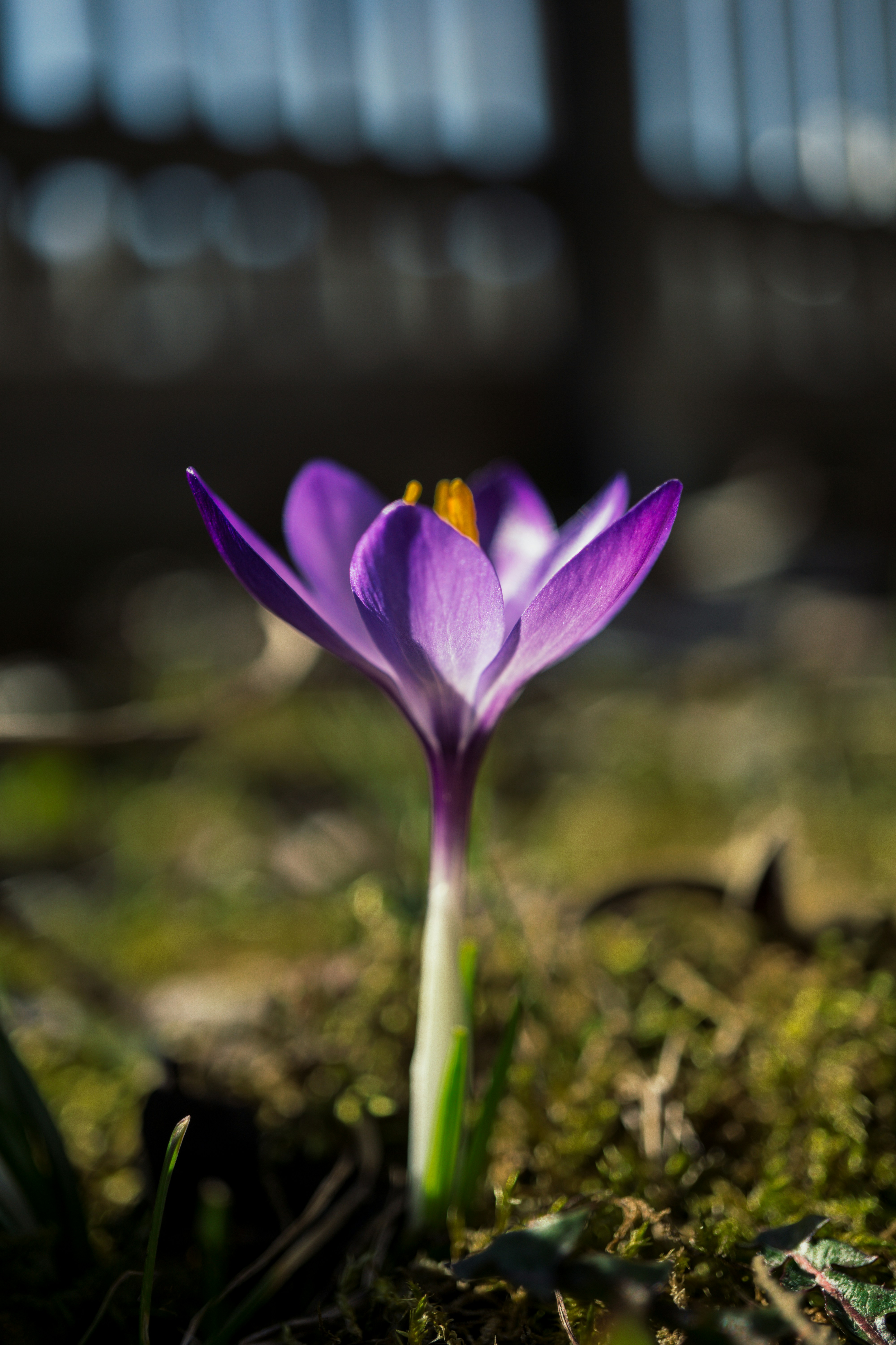 Photo by t_galler