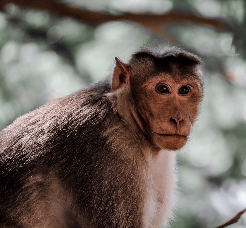 brown primate