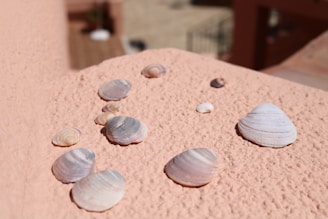 A serene close-up of a collection of artisanal seashells arranged on a soft sandy surface with hints of seafoam green in the background.