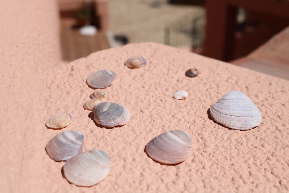 A serene close-up of a collection of artisanal seashells arranged on a soft sandy surface with hints of seafoam green in the background.