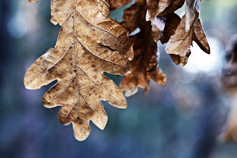 close-up photography of brown leaf