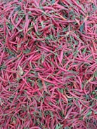 A dense pile of red chili peppers, some with green stems and a few dried leaves interspersed. The chili peppers are varied in size and appear fresh, creating a rich texture and vibrant color contrast.