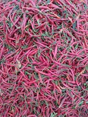 Aromatic red chili peppers beside a bowl of creamy herbal mixture ready for formulation.