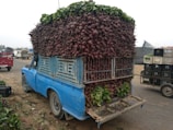 A blue truck is loaded with an enormous stack of beets, with the vegetables tightly packed and spilling over the sides and back. The truck is parked on a roadside, with crates and other vehicles visible in the background. The scene appears to be at a marketplace or similar setting.