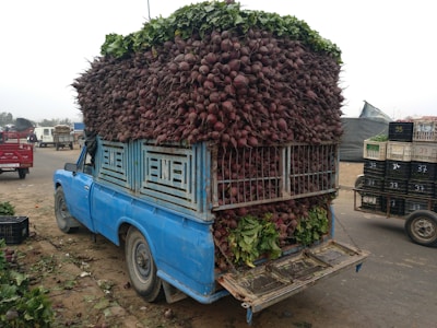 A blue truck is loaded with an enormous stack of beets, with the vegetables tightly packed and spilling over the sides and back. The truck is parked on a roadside, with crates and other vehicles visible in the background. The scene appears to be at a marketplace or similar setting.