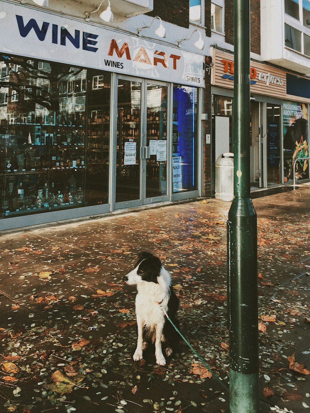 cane bianco e nero vicino a Wine Mart