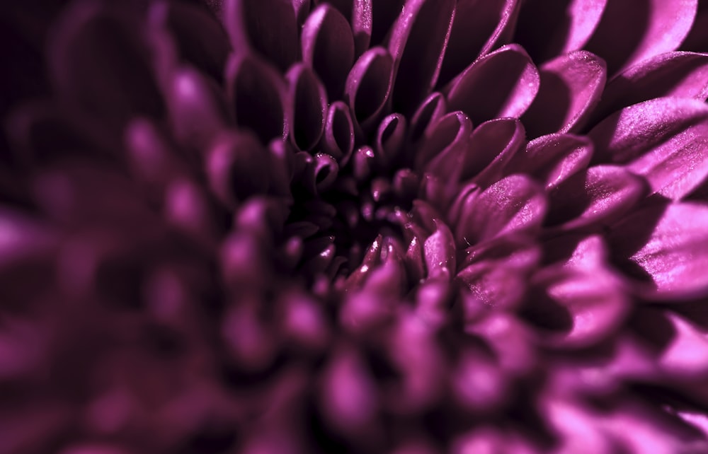 red petaled flower bloom close-up photography