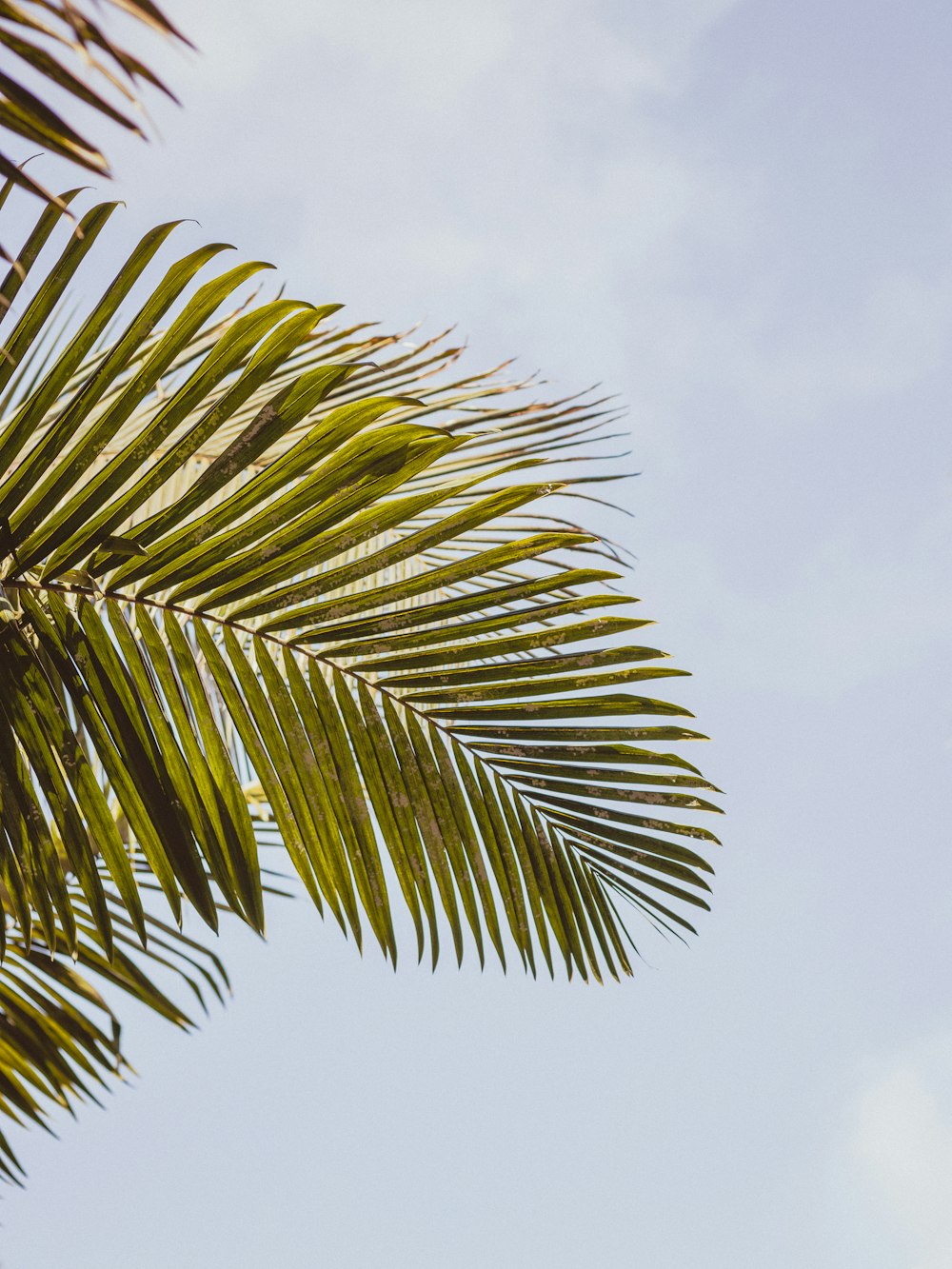 hojas de palmera