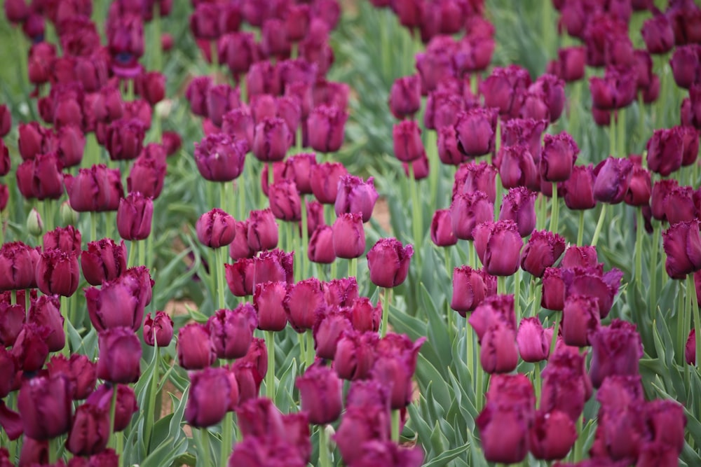 red tulips flower field during daytime