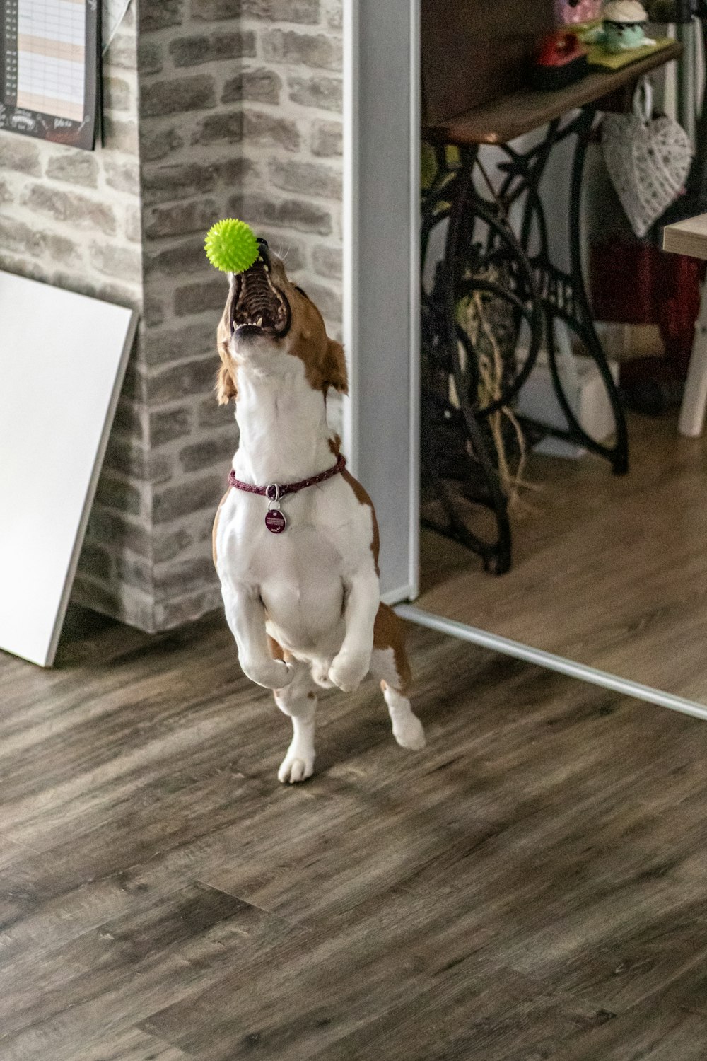 dog fetching ball