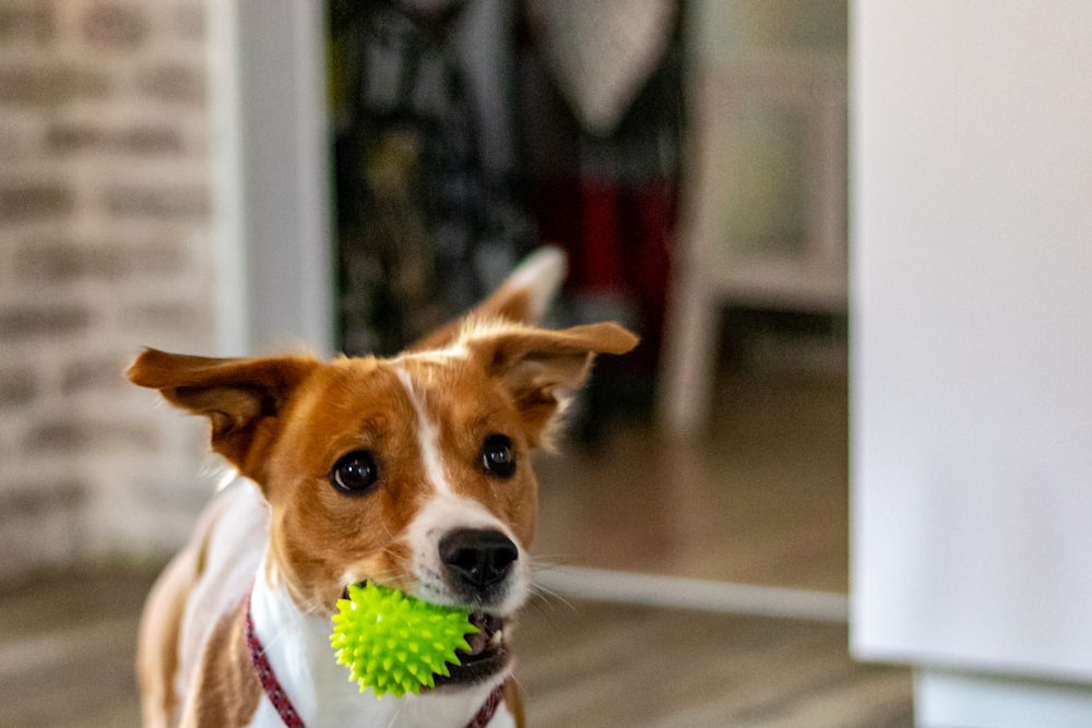 dog biting rubber ball