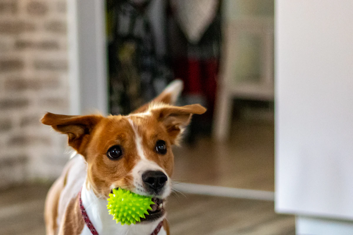Cane che morde una pallina di gomma