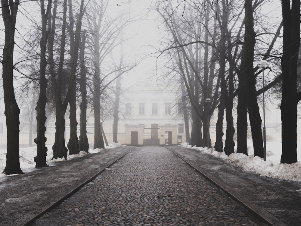 building near bare trees during winter