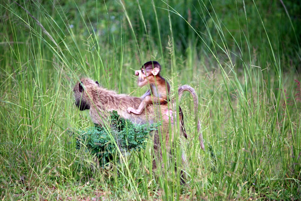 monkeys crawling on grass field during daytime