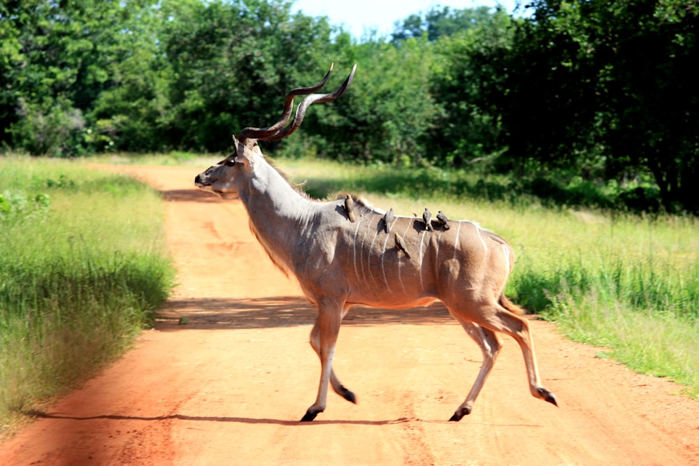 brown deer crossing on pathway \