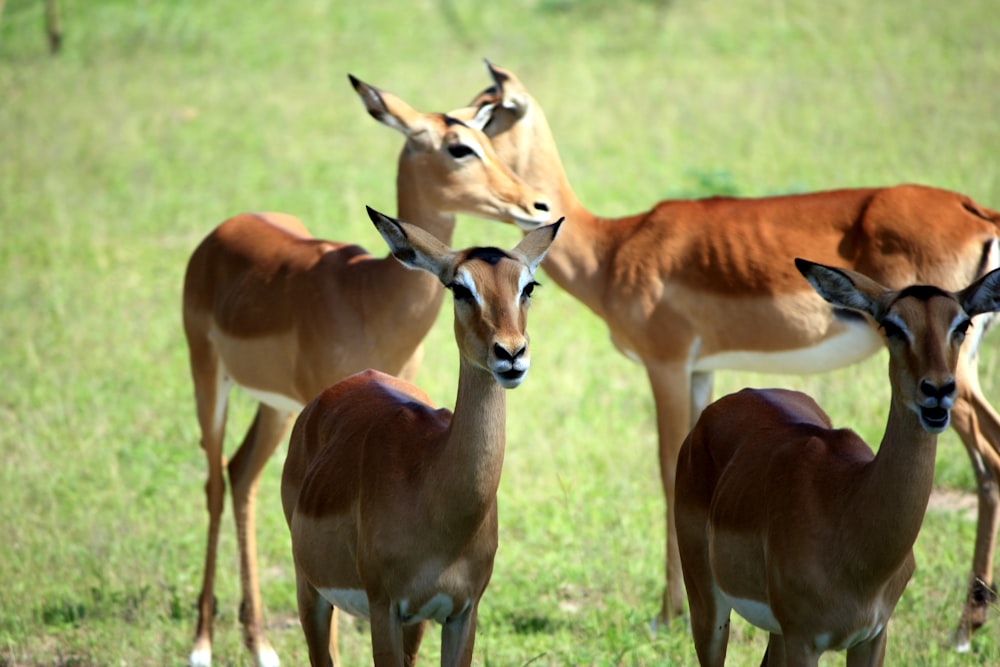 antelopes on grass field during daytime