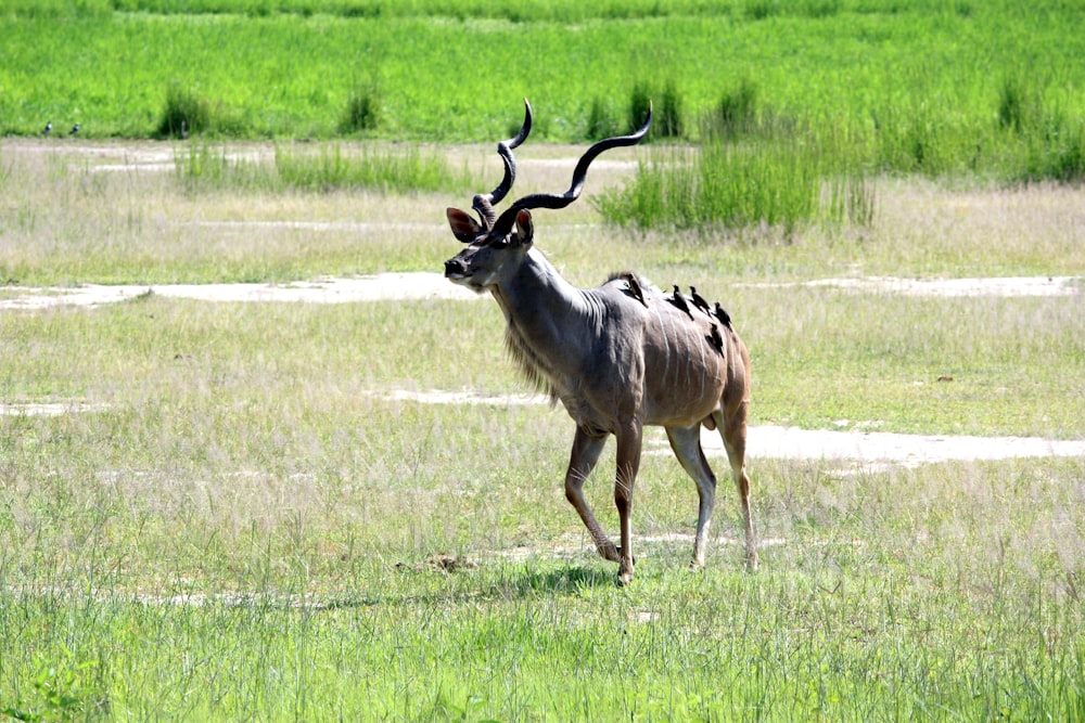 brown deer on green grass field