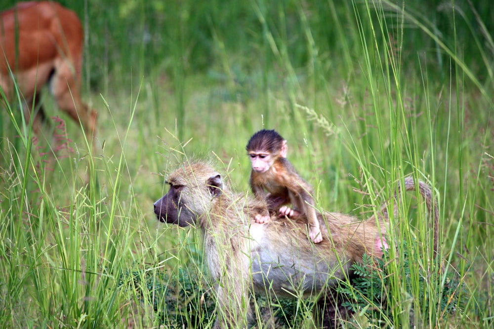 two brown monkey on green grass field during daytime