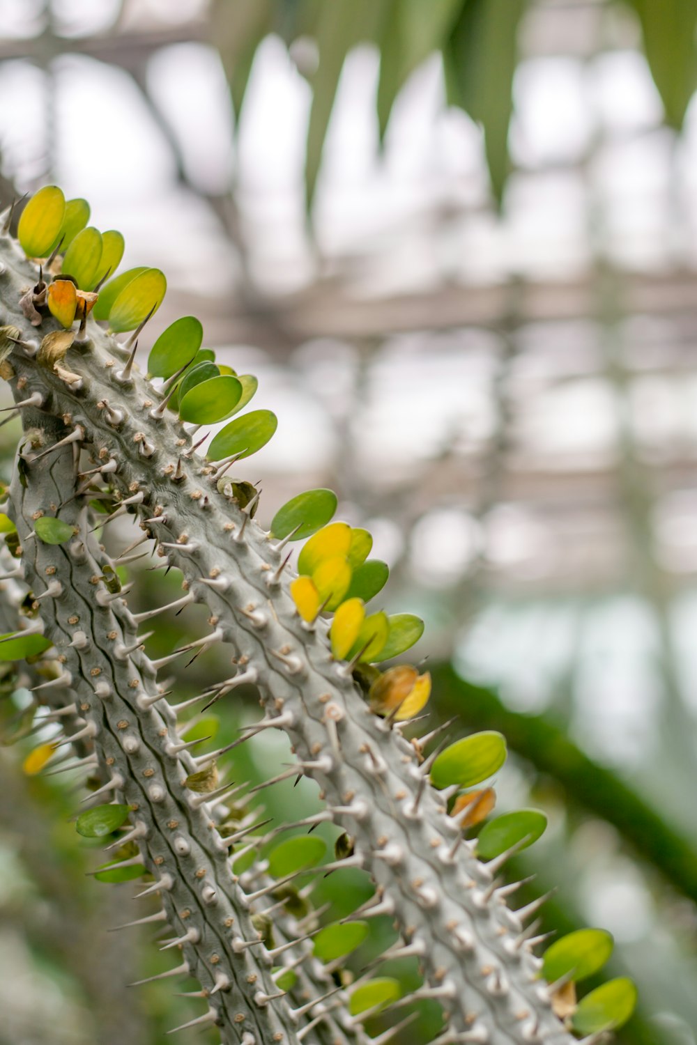 スパイクのある緑の葉の植物のクローズアップ写真